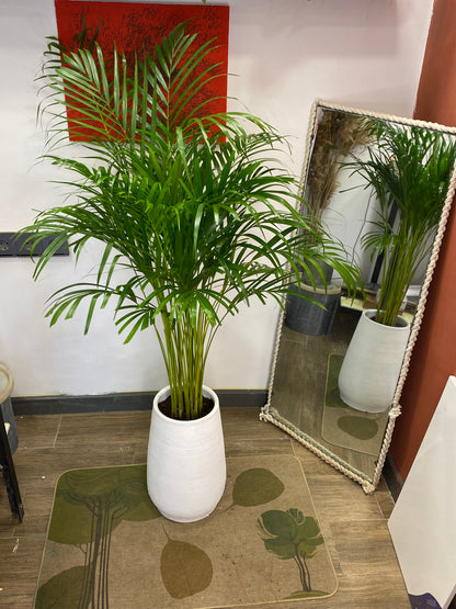 Areka palm