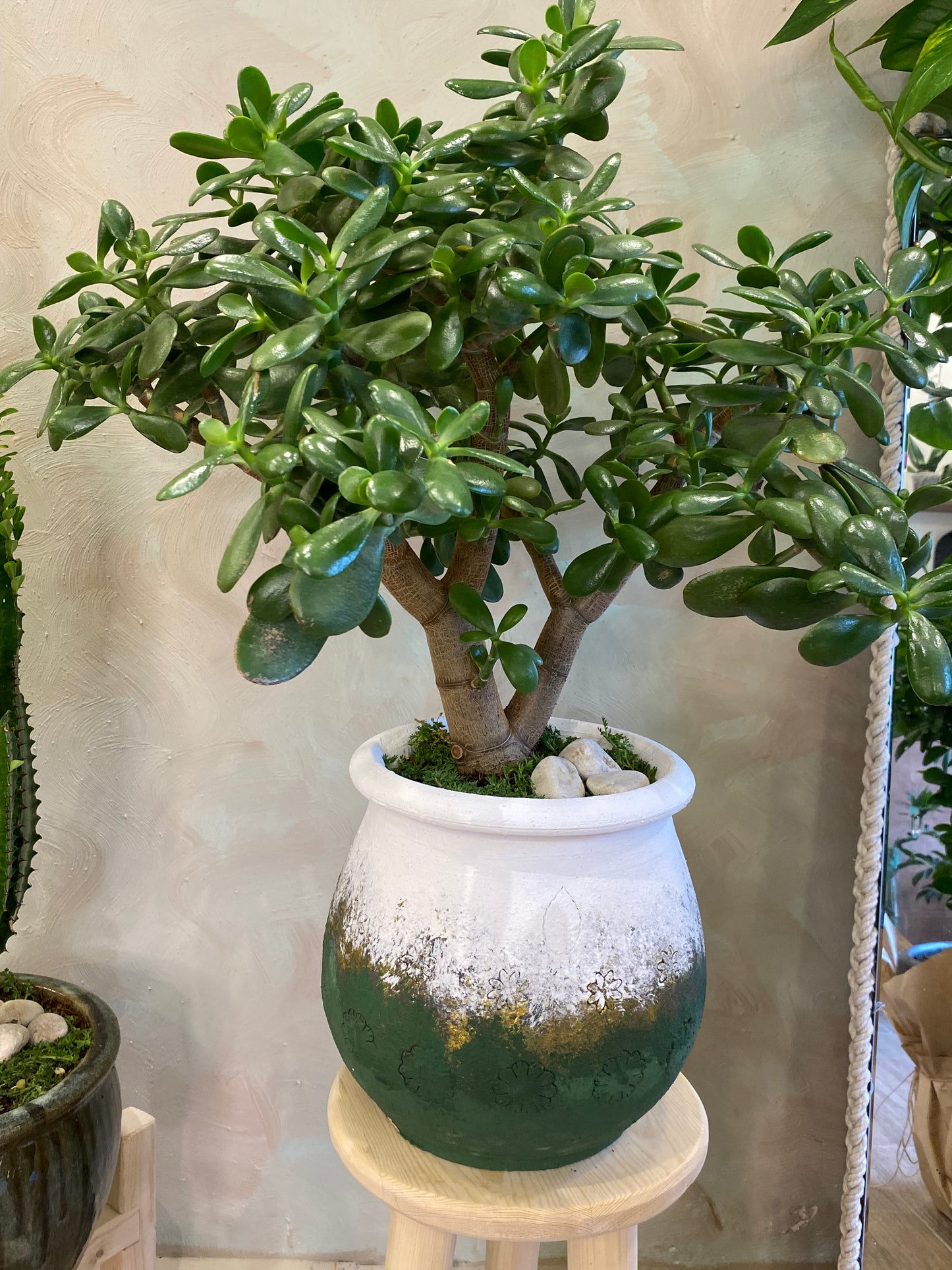 Masa üstü bitkilər