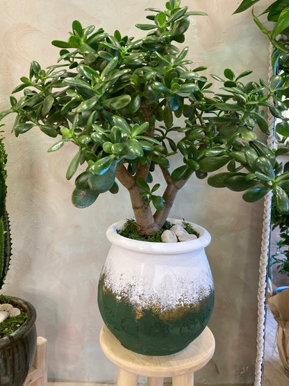 Masa üstü bitkilər