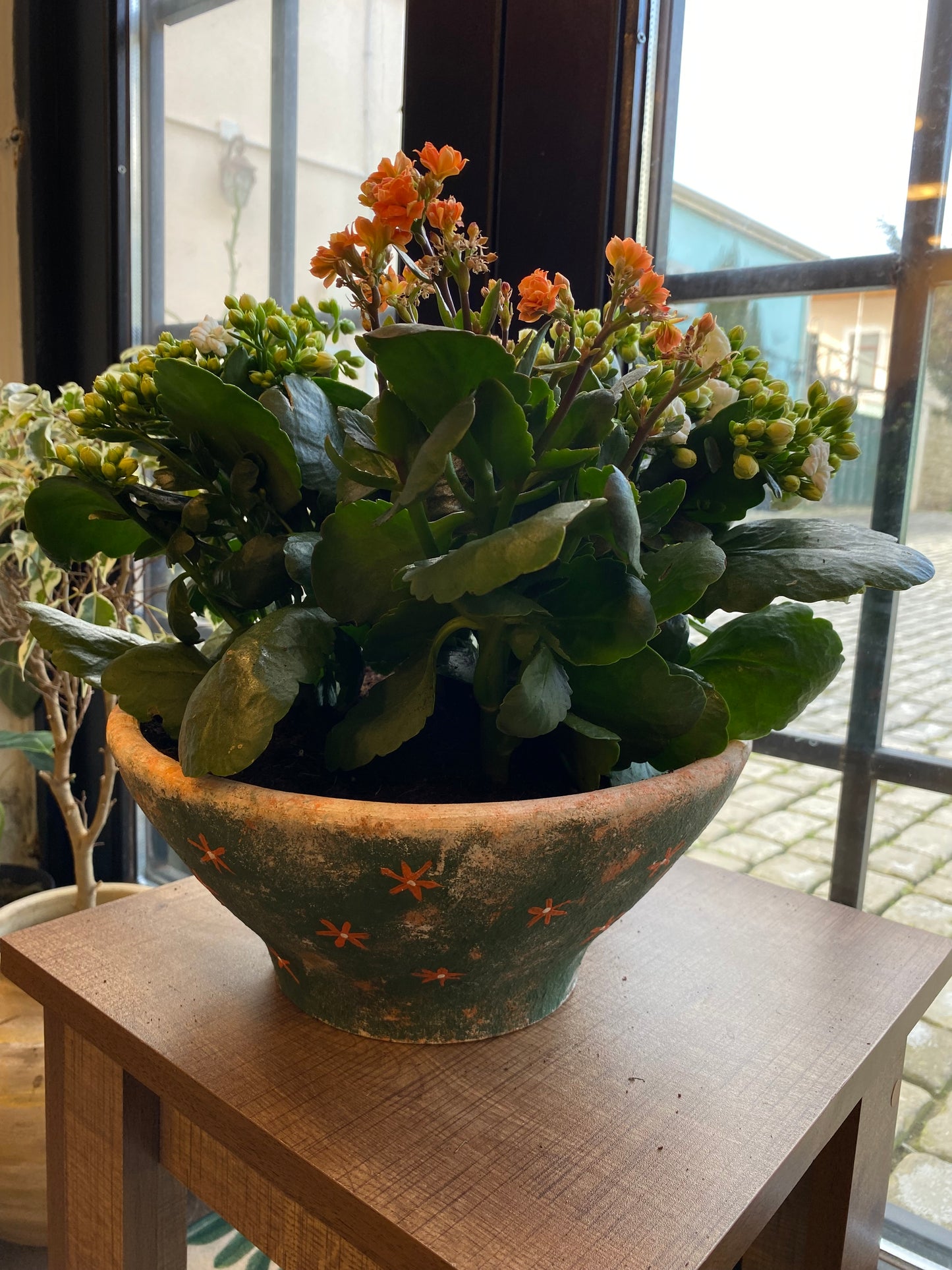 Calanchoe