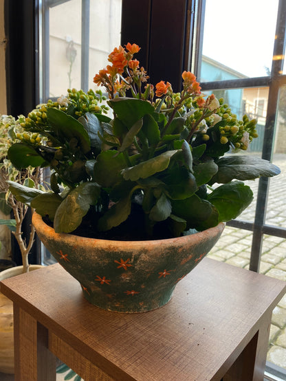 Calanchoe