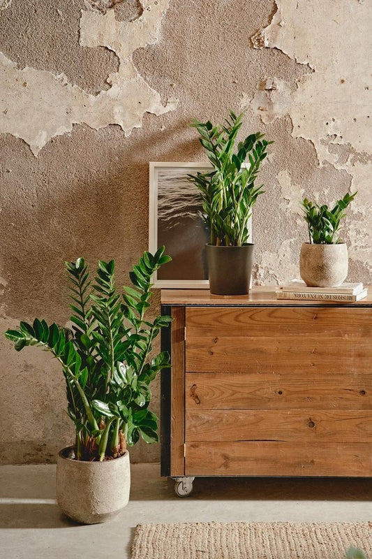 Zamioculcas