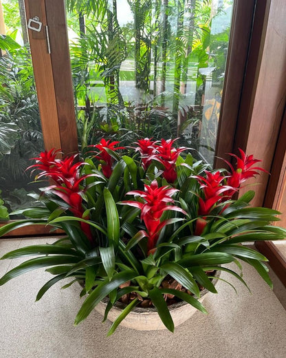 Guzmania