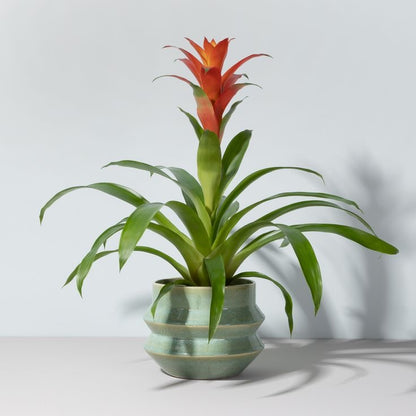 Masa üstü bitkilər