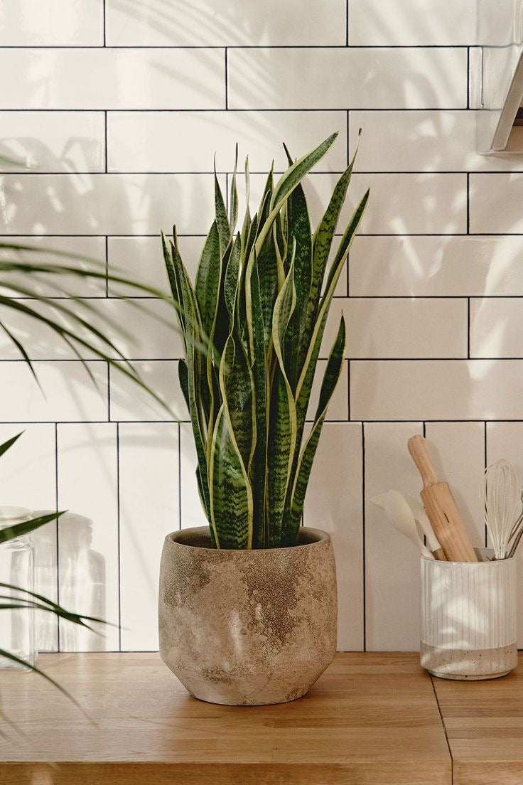 Sanseveria