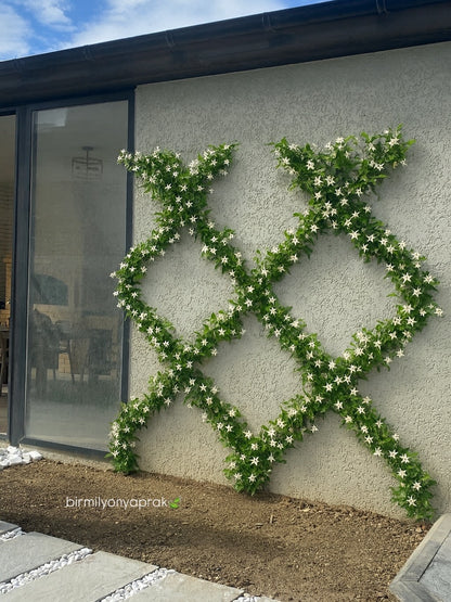 Bitki dizayn “kompozisiya”