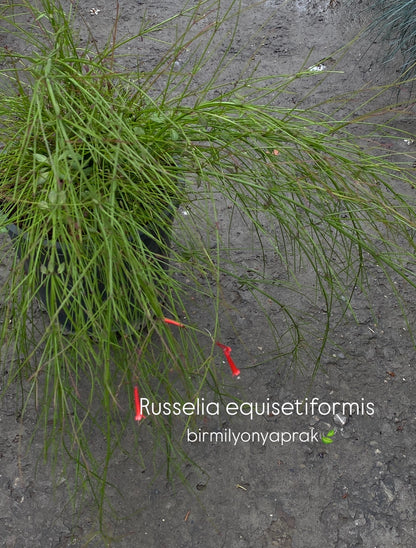 Hər növ çöl məkan bitki və ağacları