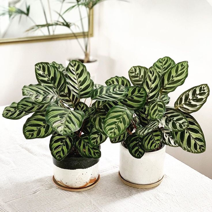 Masa üstü bitkilər