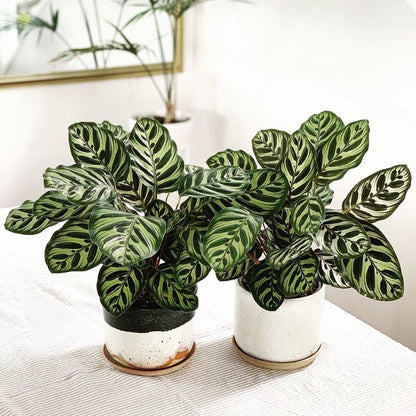 Masa üstü bitkilər