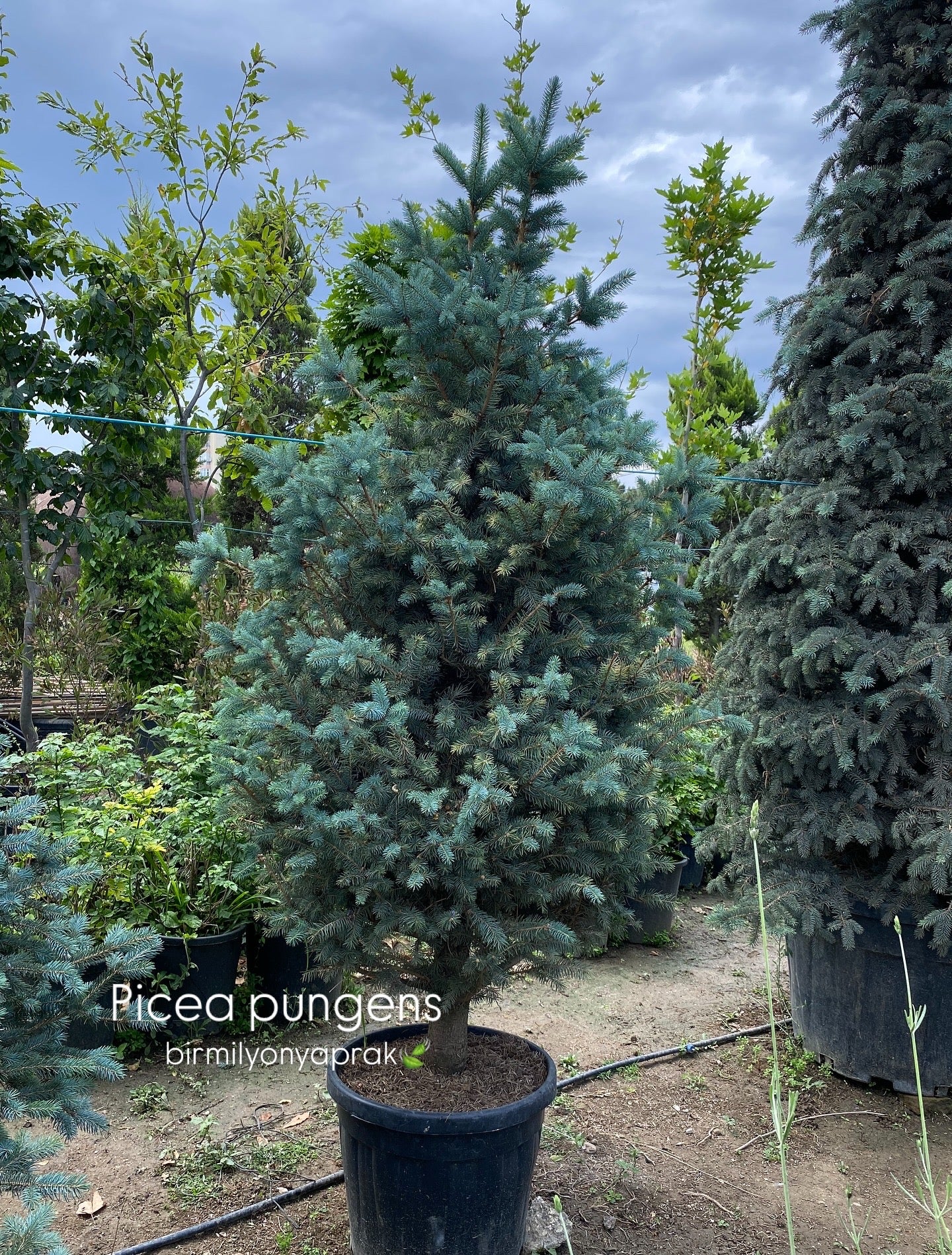 Hər növ çöl məkan bitki və ağacları