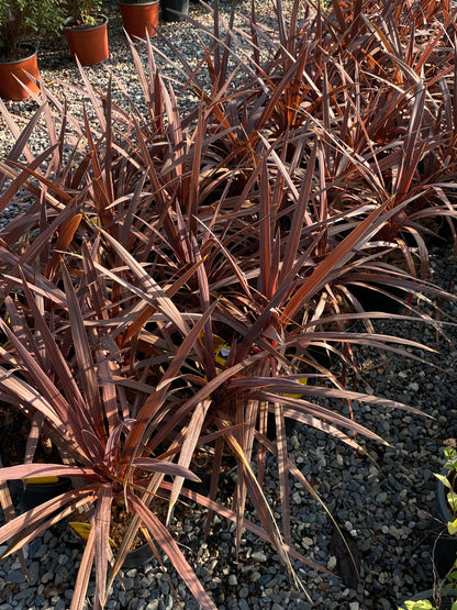 Hər növ çöl məkan bitki və ağacları