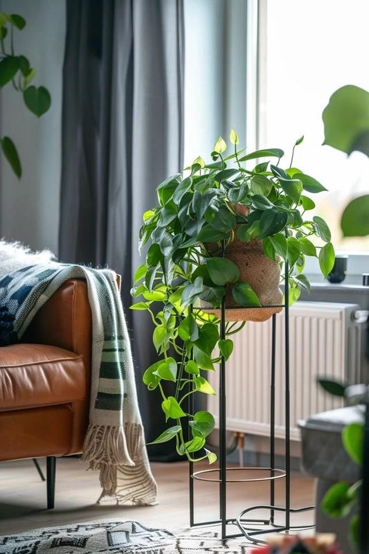 Epipremnum