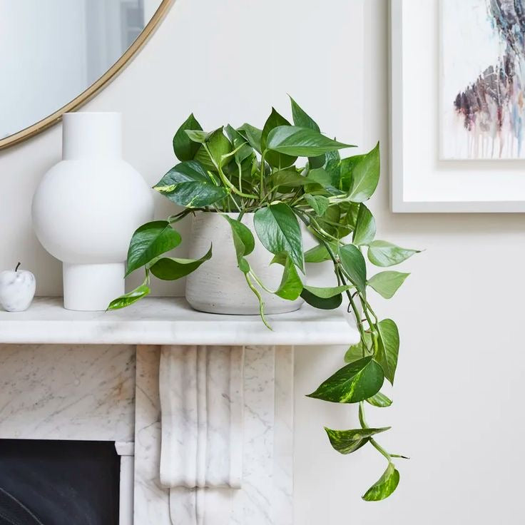 Epipremnum