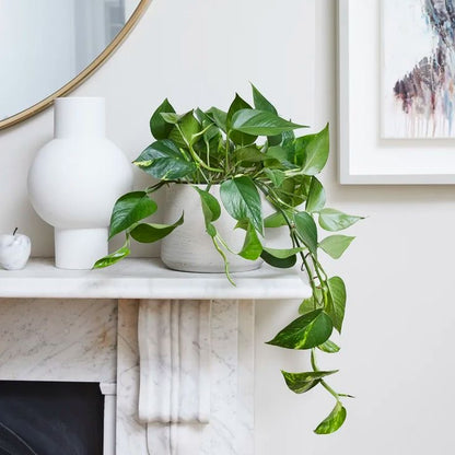 Epipremnum