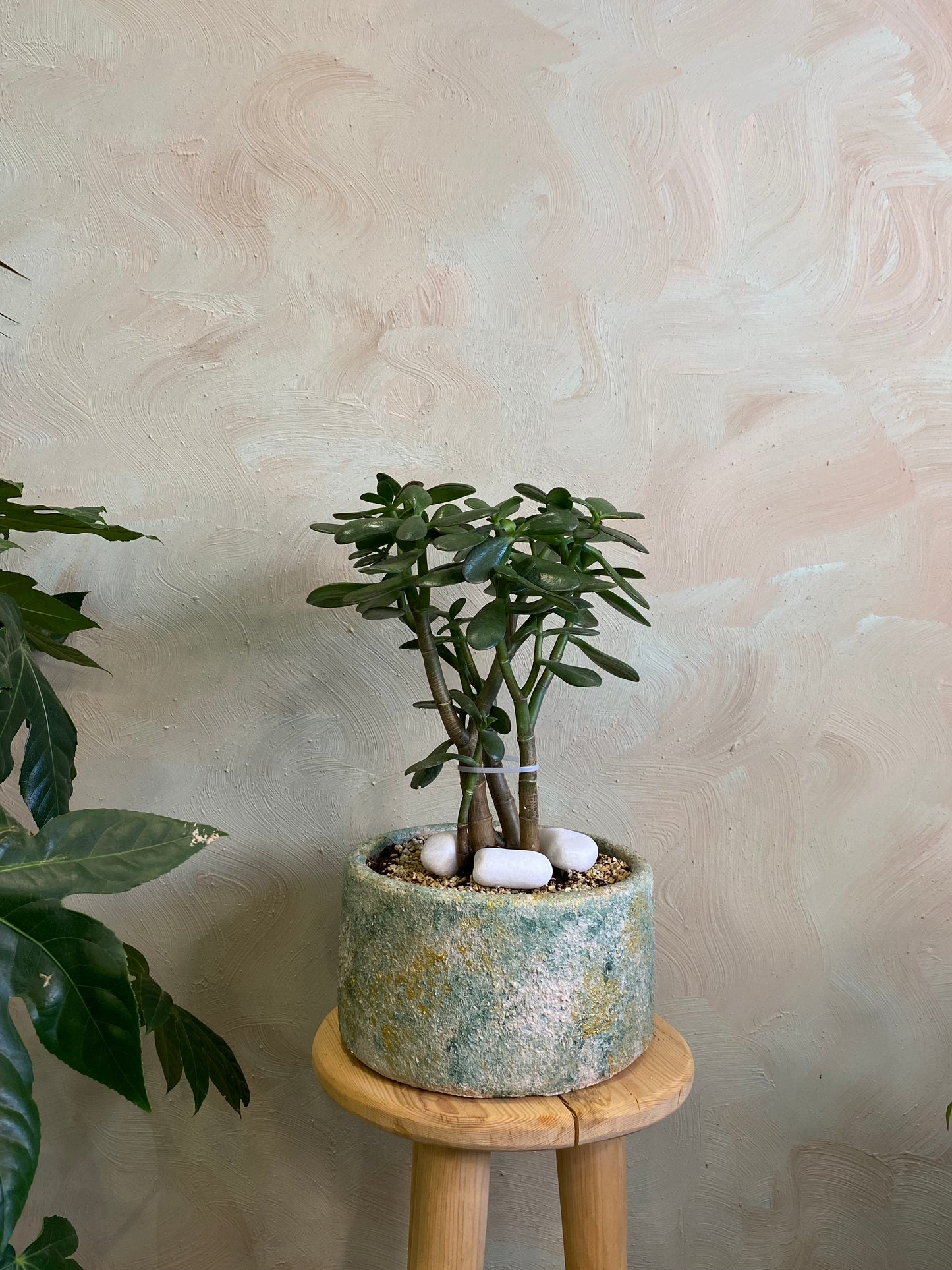 Masa üstü bitkilər