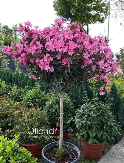 Hər növ çöl məkan bitki və ağacları