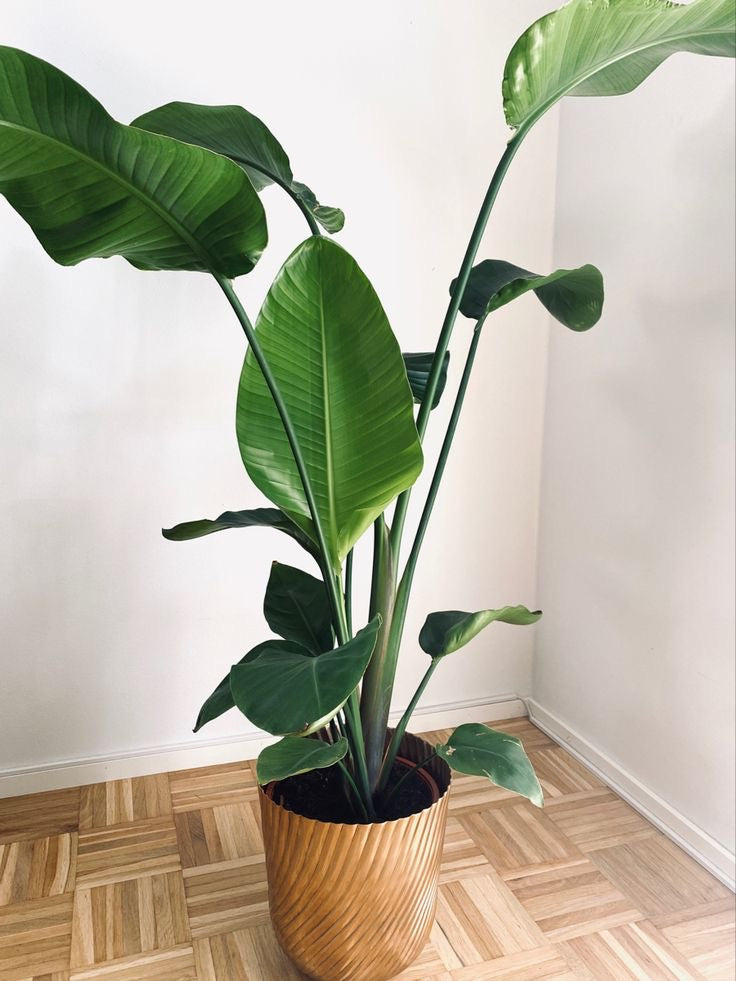 Strelitzia nicolai