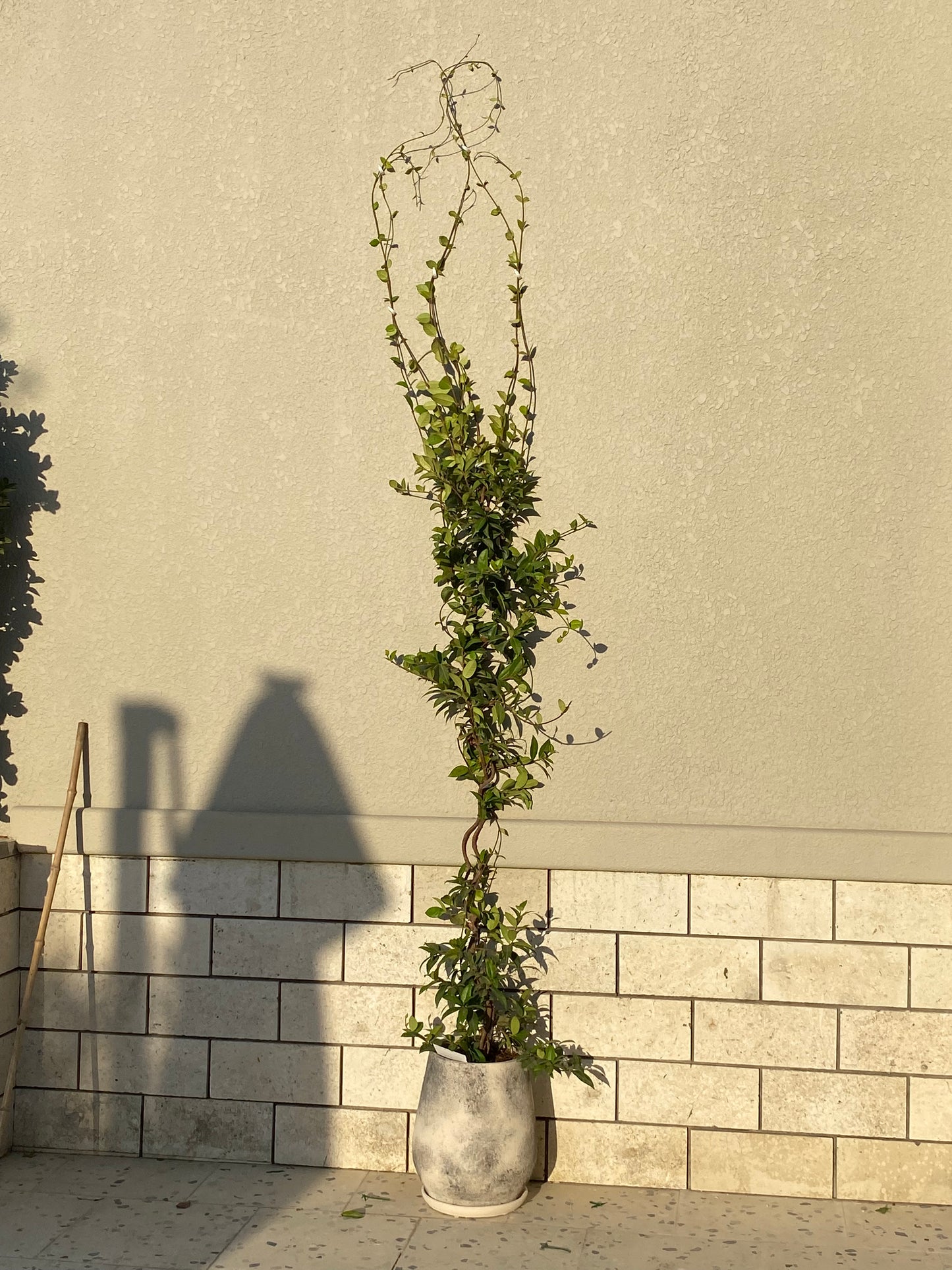 Sarmaşıq dizaynı “Jasmin”