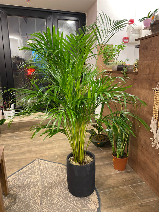Areka palm