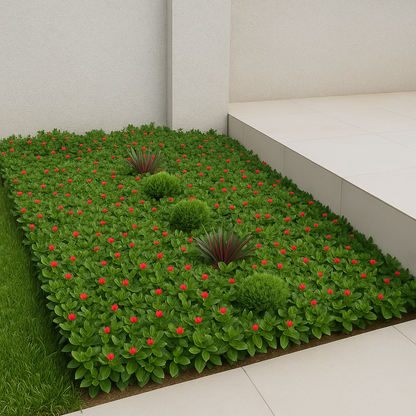 Bitki dizayn “kompozisiya”