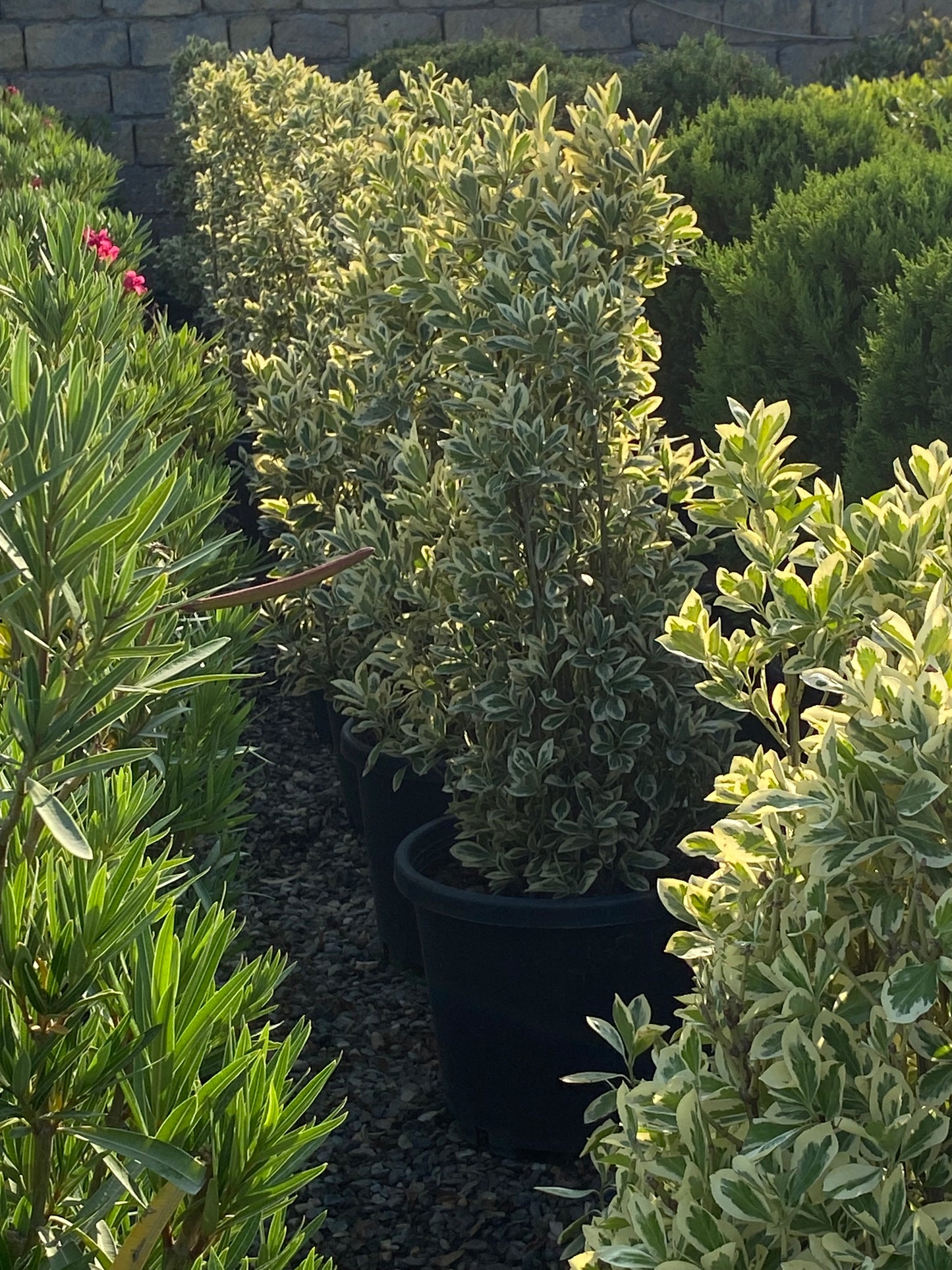 Hər növ çöl məkan bitki və ağacları