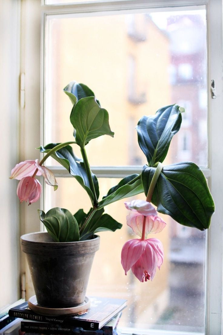 Masa üstü bitkilər