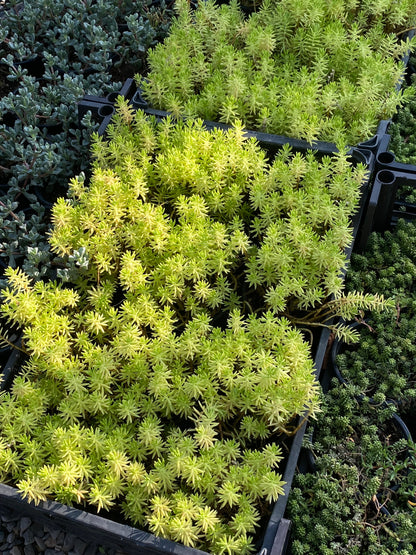 Hər növ çöl məkan bitki və ağacları