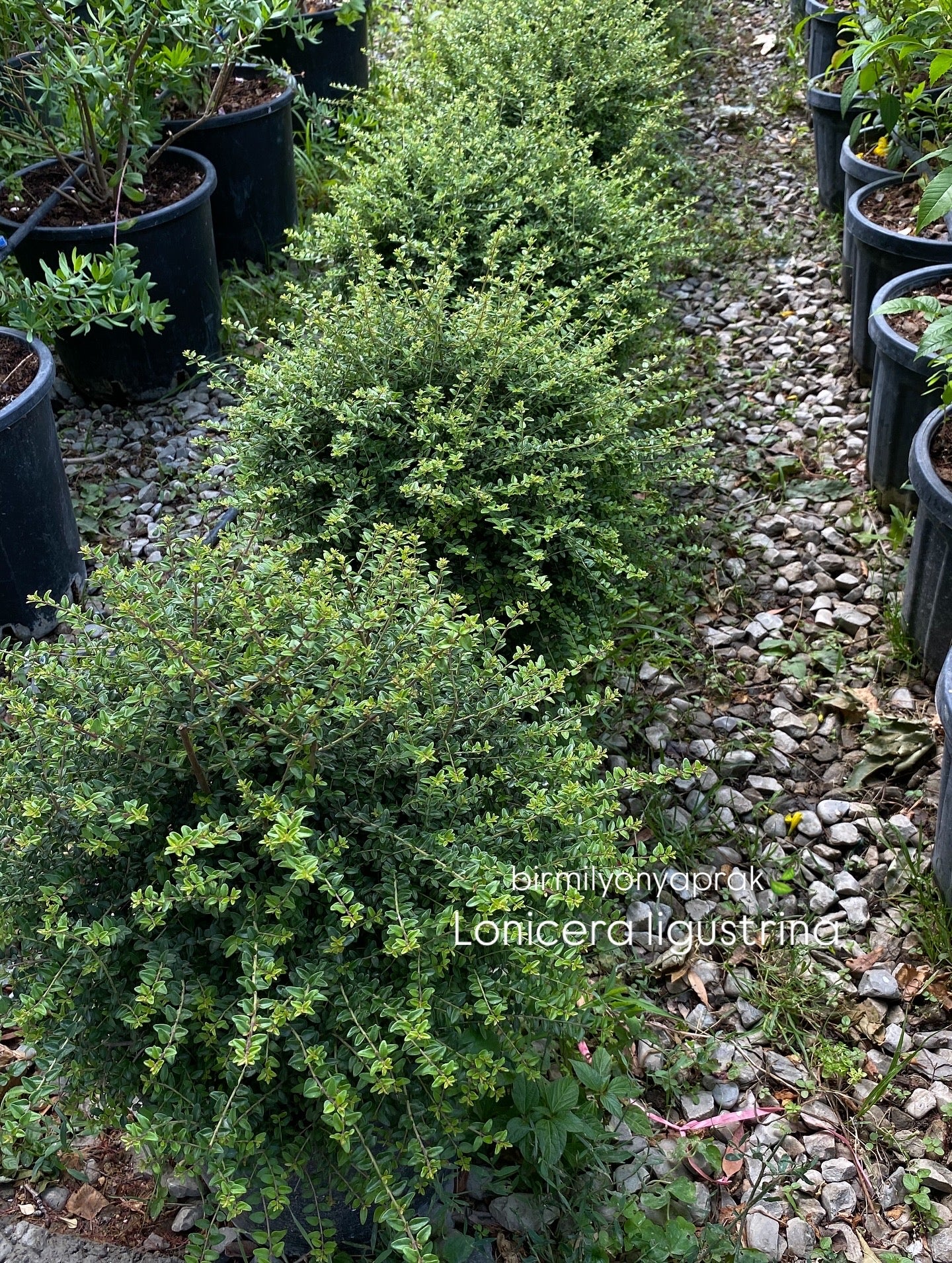 Hər növ çöl məkan bitki və ağacları