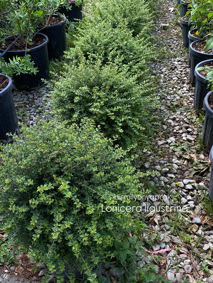 Hər növ çöl məkan bitki və ağacları