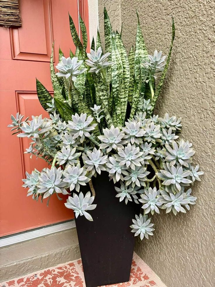 Bitki dizayn “kompozisiya”