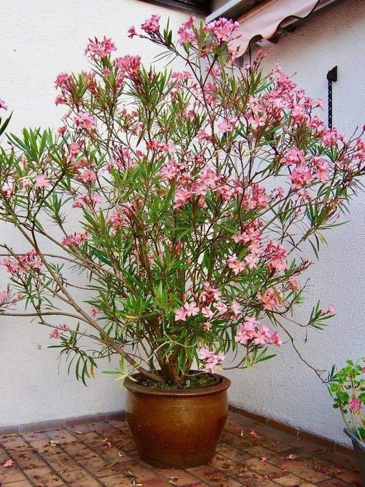 Hər növ çöl məkan bitki və ağacları