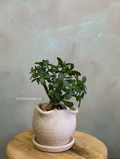 Masa üstü bitkilər