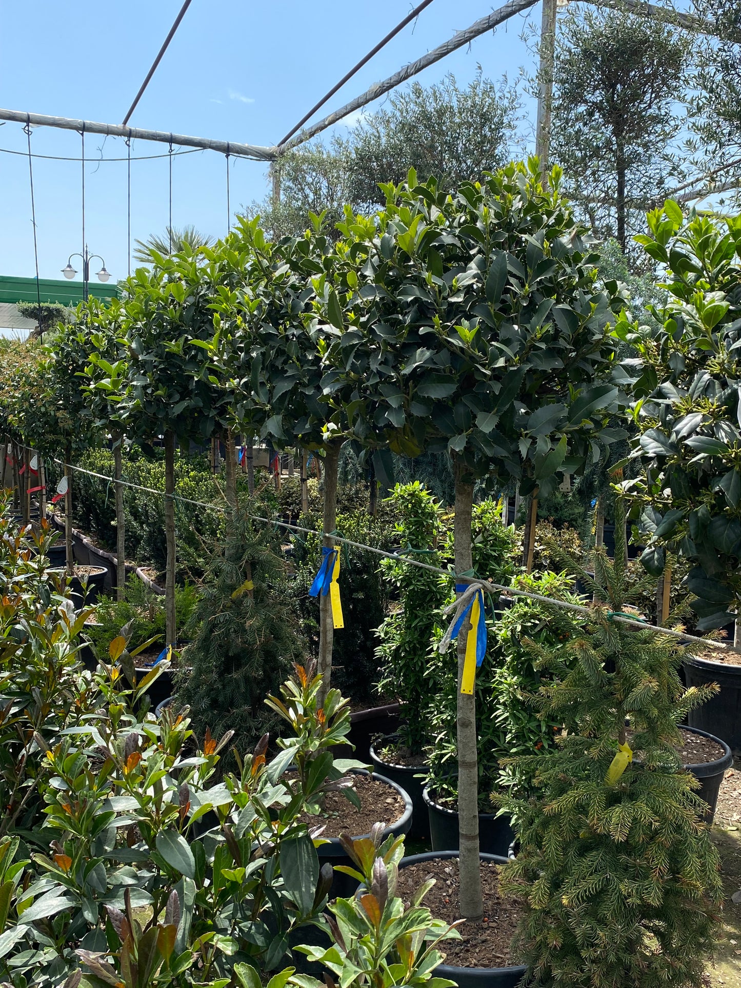 Hər növ çöl məkan bitki və ağacları