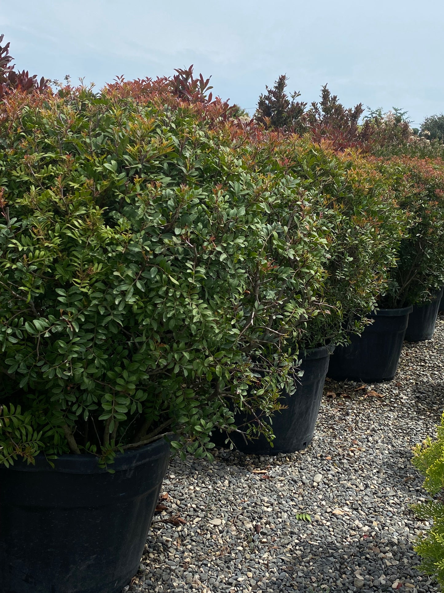 Hər növ çöl məkan bitki və ağacları