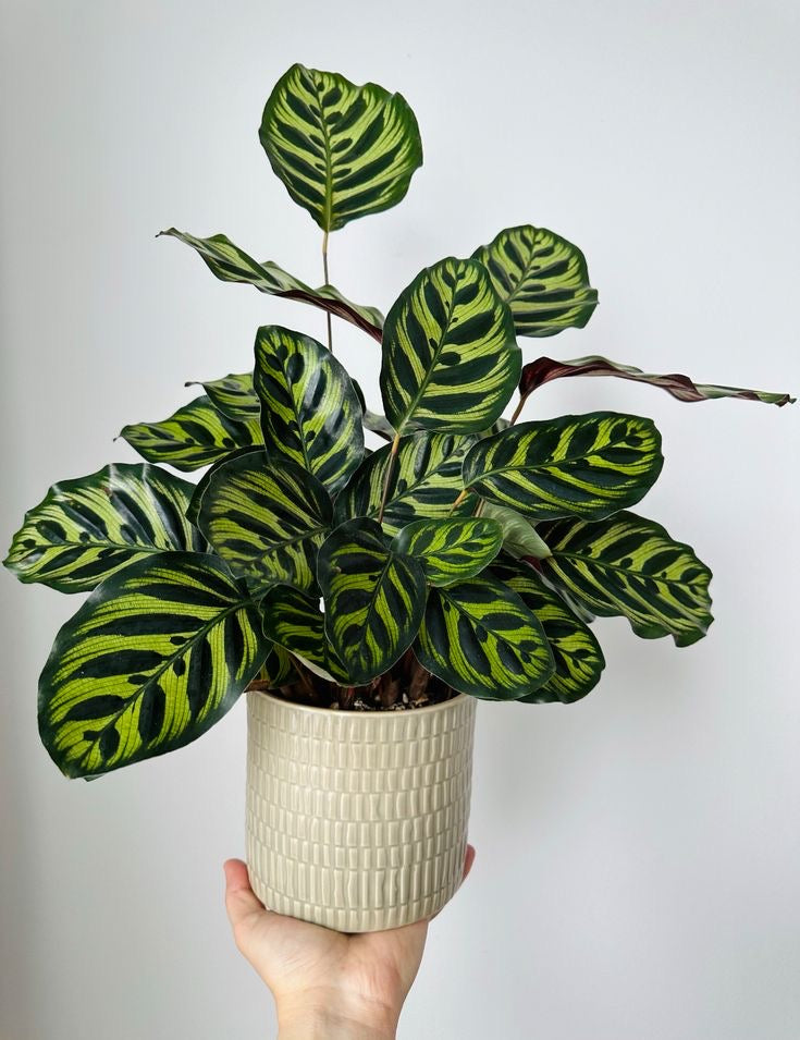 Masa üstü bitkilər