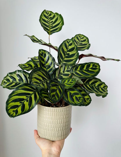 Masa üstü bitkilər