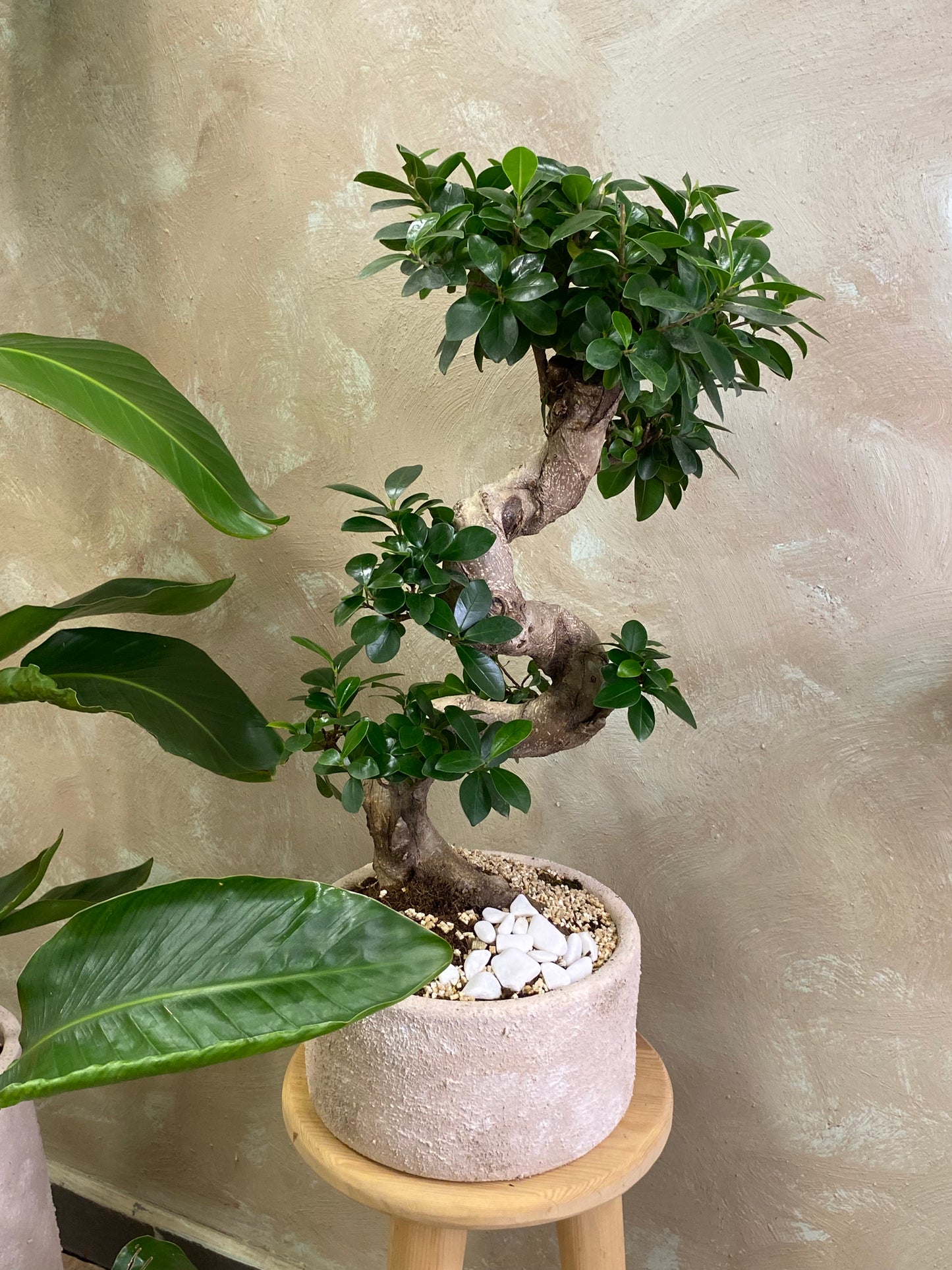 Masa üstü bitkilər