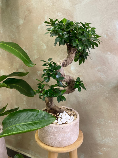 Masa üstü bitkilər