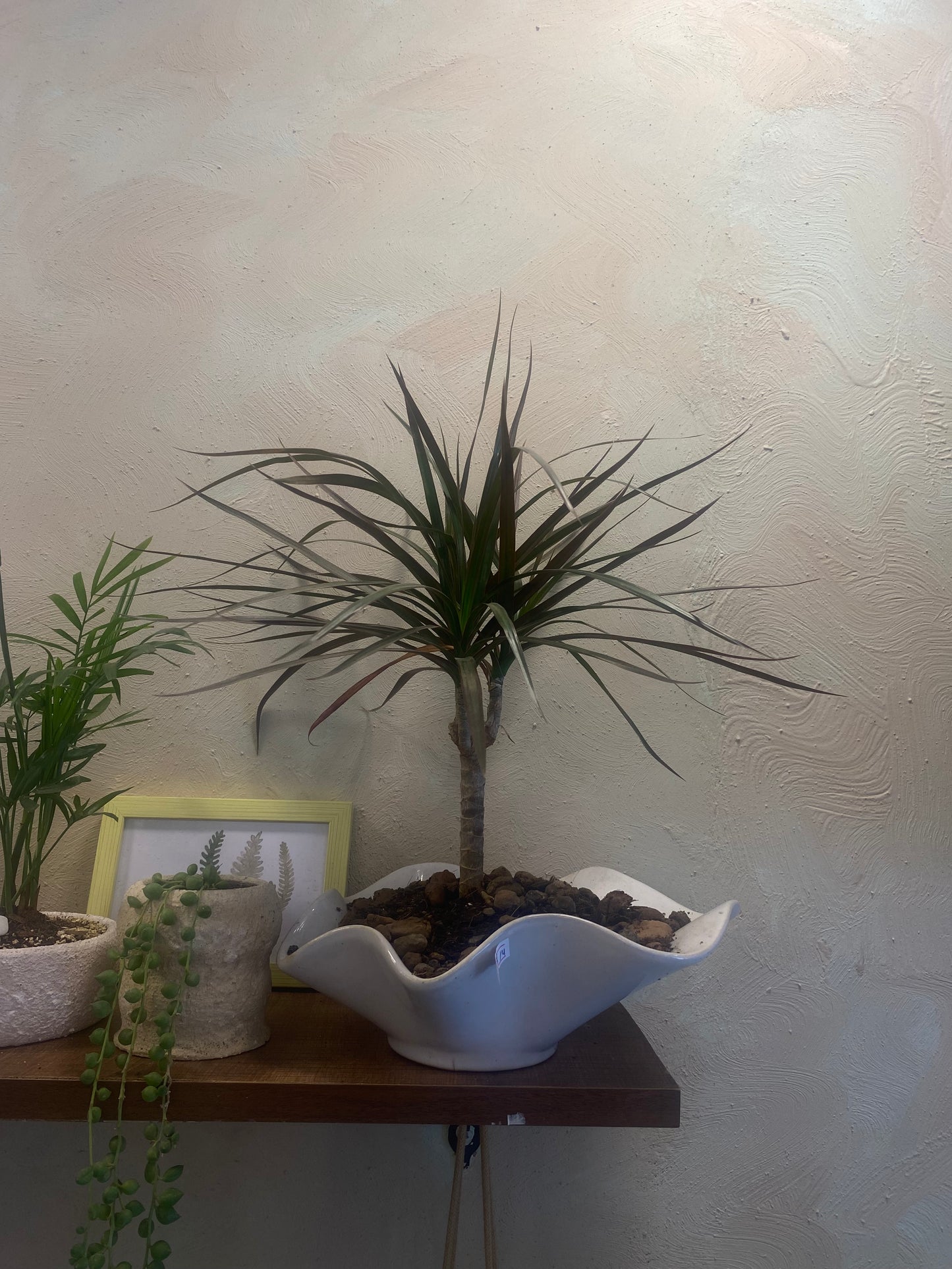 Masa üstü bitkilər