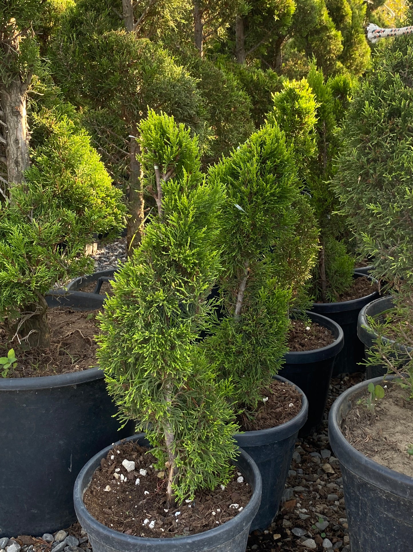 Hər növ çöl məkan bitki və ağacları