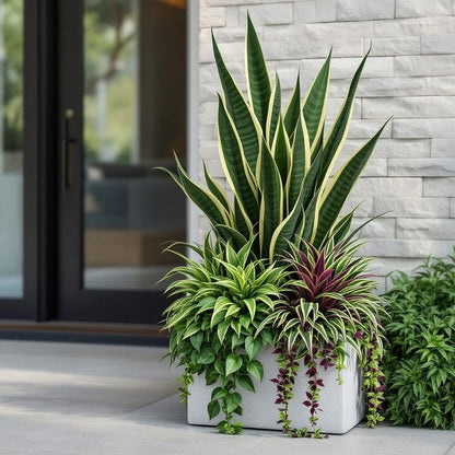 Bitki dizayn “kompozisiya”