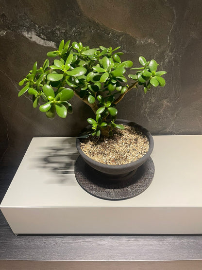 Crassula