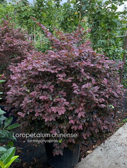 Hər növ çöl məkan bitki və ağacları