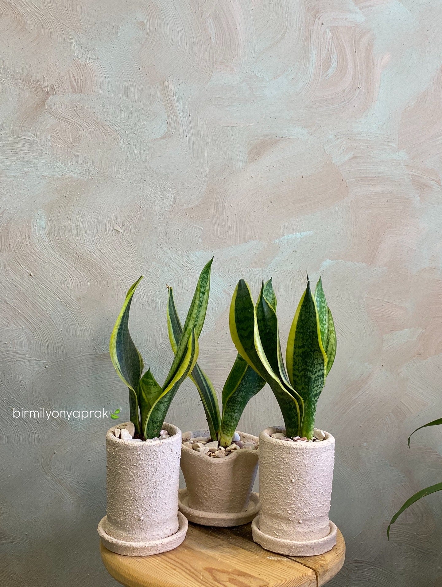 Masa üstü bitkilər