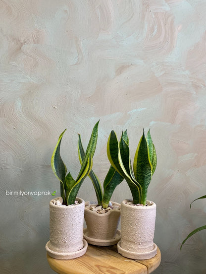 Masa üstü bitkilər