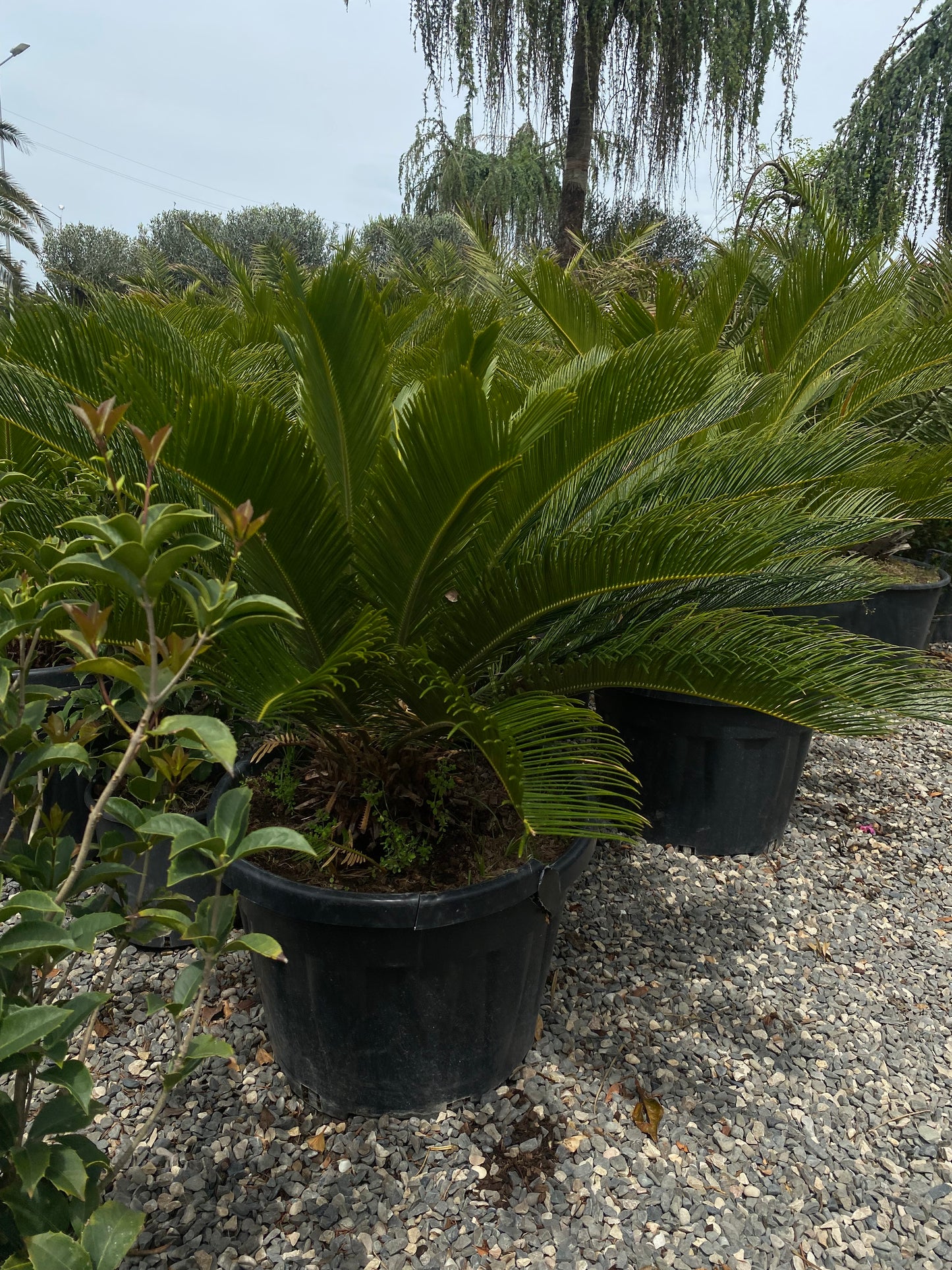 Hər növ çöl məkan bitki və ağacları