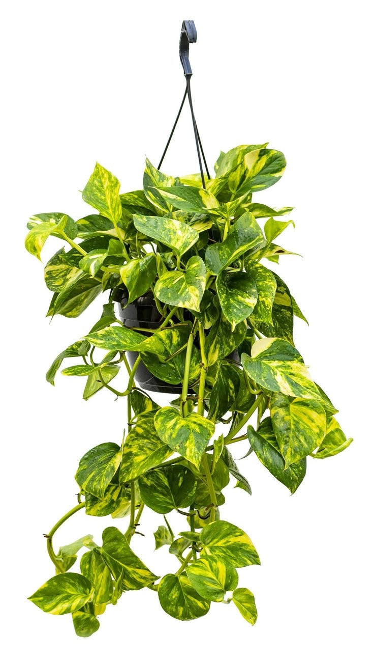 Epipremnum