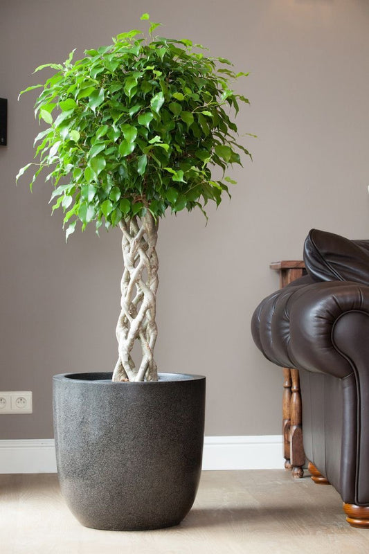 Ficus benjamina