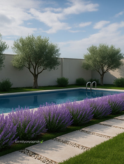 Çöl dizaynı (Landshaft)