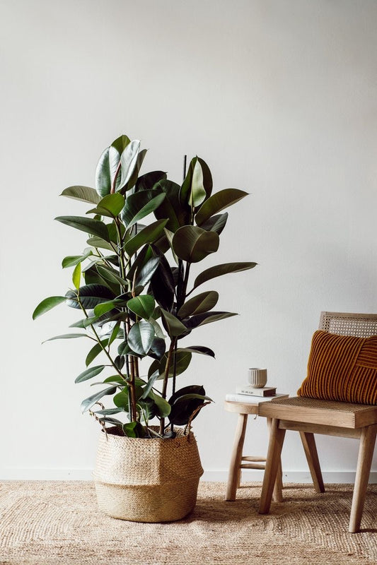 Ficus elastica